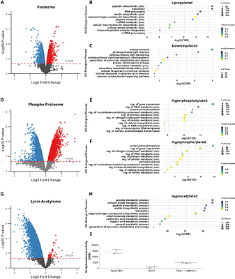 A moss N-Acetyltransferase-MAPK protein controls 2D to 3D developmental transition via acetylation and phosphorylation changes