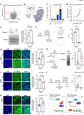 Gut microbiome derived folate metabolite suppresses colorectal cancer progression