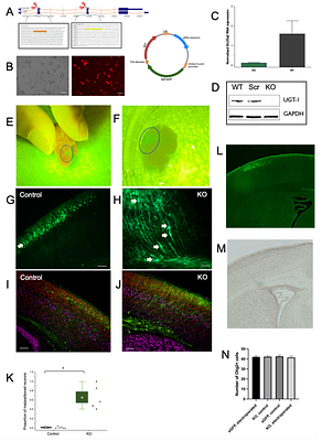 Loss of Slc35a2 alters development of the mouse cerebral cortex
