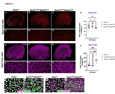 Notch1 is required to maintain supporting cell identity and vestibular function during maturation of the mammalian balance organs