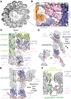 Structure of the γ-tubulin ring complex-capped microtubule