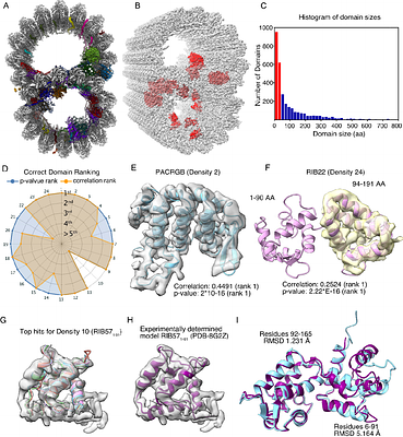 DomainFit: Identification of Protein Domains in cryo-EM maps at Intermediate Resolution using AlphaFold2-predicted Models