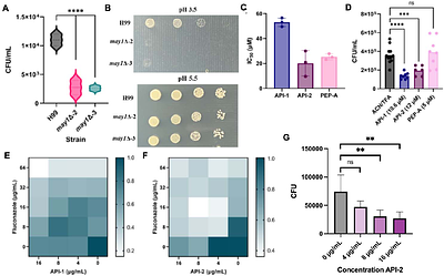 A structure-guided pipeline yields peptide inhibitors that disarm fungal peptidase-driven virulence and resistance