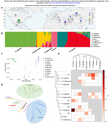 Haplotype-resolved Genome Assemblies of Hybrid Wheatgrass and Bluebunch Wheatgrass Reveal the Stepwise Polyploid Origin and Biased Subgenome Dominance