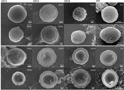 Dissolved inorganic carbon driven dynamics of calcite shell formation in 12 strains of the freshwater algae Phacotus lenticularis (Chlorophyta)