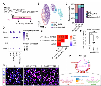 Mechanical force-mediated cellular crosstalk maintains the integrity of the lung gas exchange niche