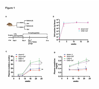 Colonization with Oxalobacter formigenes slows the progression of CKD and reduces cardiac remodeling in CKD