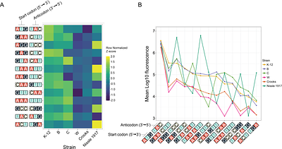 Host background shapes the portability of a non-canonical translation initiation system across Escherichia coli strains