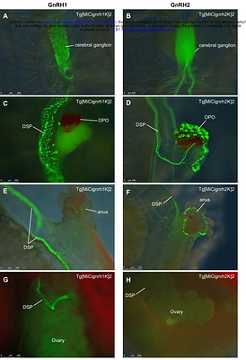 Gamete release in Ciona robusta: roles of gonadotropin-releasing hormone and the photoreception system