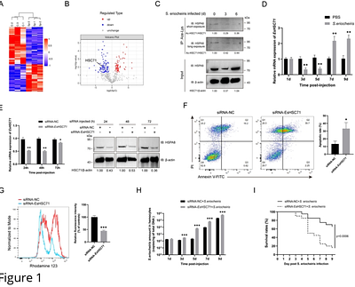 HSC71 acetylation confers protection against Spiroplasma eriocheiris infection by inhibiting apoptosis and promoting ROS production in arthropods