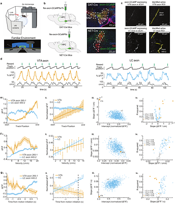 Distinct catecholaminergic pathways projecting to hippocampal CA1 transmit contrasting signals during behavior and learning