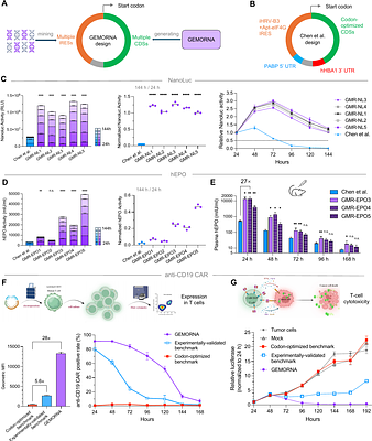 Deep generative models generate mRNA sequences with enhanced translation capacity and stability