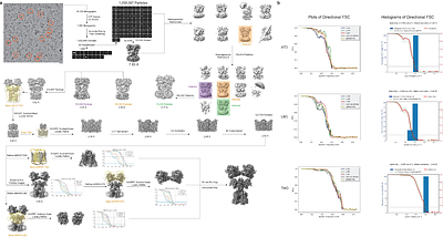 Allosteric Competition and Inhibition in AMPA Receptors