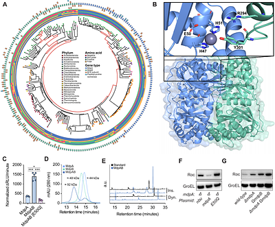 A conserved peptidase governs glucose homeostasis in Bacteroides