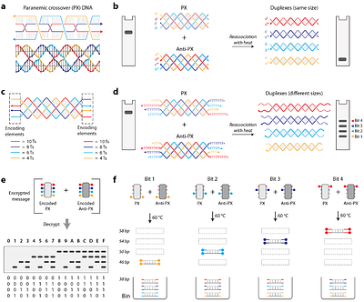 Hexadecimal data encryption in paranemic crossover (PX) DNA