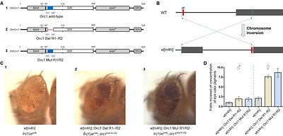 ORC binding to Heterochromatin Protein 1 through intrinsically disordered regions is required for heterochromatin structure and function
