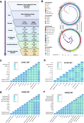 Broad protection against Influenza A Viruses via an adjuvant-free mucosal microparticle vaccine with conserved CD8/CD4 bispecific peptides