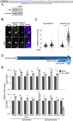 RB dependent transcriptional regulation at mitotic centromeres preserves genome stability