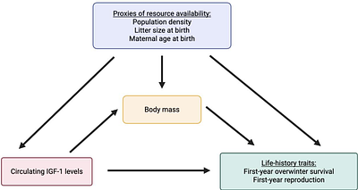 Plasma insulin-like growth-factor 1 (IGF-1) concentrations predict early life-history traits in a wild mammal