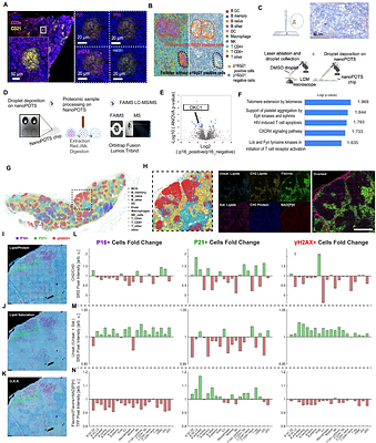 Human Lymph Node Cellular Senescence Atlas Reveals Age-Dependent Alteration in Germinal Center B Cell Function and Niches