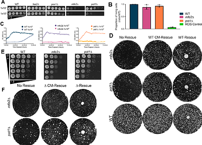 Peroxisomes regulate virulence and cell density sensing in Cryptococcus neoformans