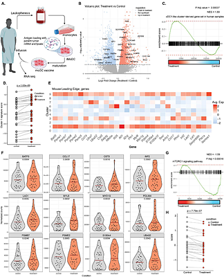 Overlapping MHC class I/II Epitopes Program cDC1-like Differentiation of Monocyte-Derived Dendritic Cells via mTORC1 Signaling Inhibition