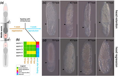 Spontaneous ectopic head formation enables reversal of the body axis polarity in microscopic flatworms