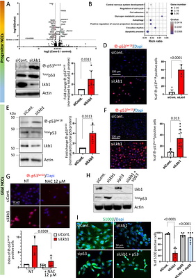 The metabolic kinase LKB1 shapes the enteric nervous system bymitigating the oxidative stress and p53 activity