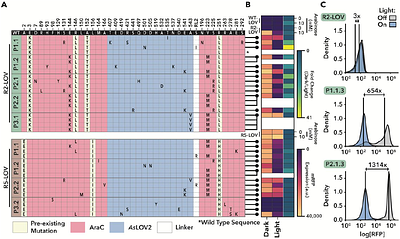 Phage-Assisted Evolution of Allosteric Protein Switches