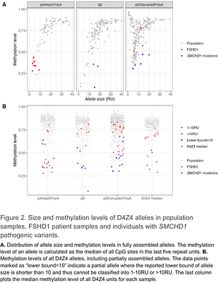 Resolution of the D4Z4 repeat responsible for facioscapulohumeral muscular dystrophy with HiFi sequencing