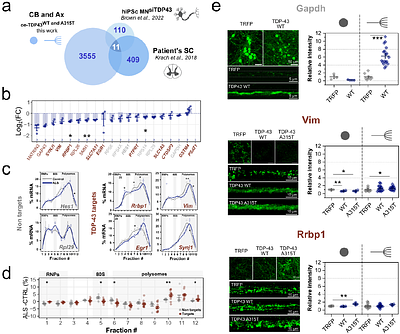 Model-independent reorganization of translation in TDP-43 Amyotrophic Lateral Sclerosis