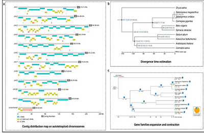 Chromosome-level genome assembly of autotetraploid Selenicereus megalanthus and gaining genomic insights into the evolution of trait patterning in diploid and polyploid pitaya species