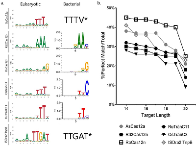 Structure-Led Exploration of the Metagenome Yields Novel RNA-Guided Nucleases with Broad PAM Diversity