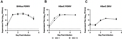 Powassan virus infects mouse testes with phagocytic cells playing a protective role