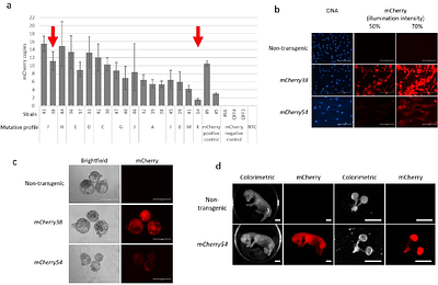 Morula complementation restores fetal kidneys in xenocompatible SALL1 null sheep