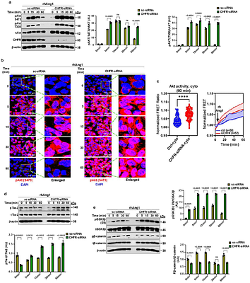 Ubiquitin ligase CHFR impairs Tie2 signaling via K48-linked ubiquitylation and degradation of Akt1 in endothelial cells