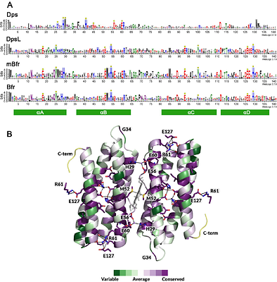 Mini-bacterioferritins: Structural insight into a new type of ferritin-like protein from an anaerobic methane-oxidising archaeon