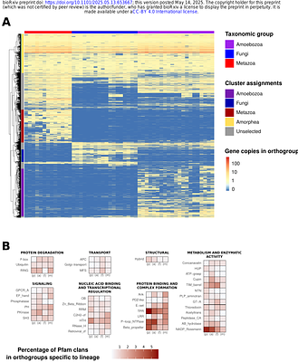 The evolution of gene functional repertoire in Amorphea: Divergent strategies across Amoebozoa, Fungi, and Metazoa.