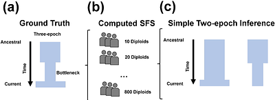 Inference of population demographic history captures differing evolutionary signals based on the number of individuals in the dataset