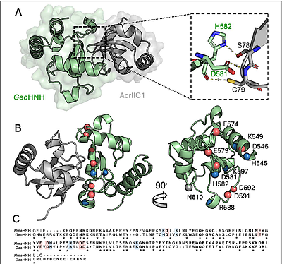 Orthosteric and allosteric effects of anti-CRISPR II-C1 inhibition on GeoCas9 from integrated structural biophysics