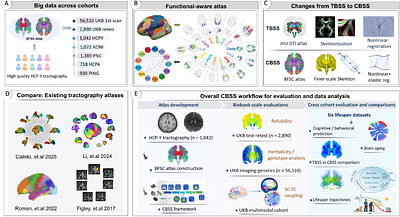 Connectome-based spatial statistics enabling large-scale population analyses of human connectome across cohorts