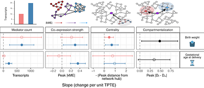Natural variation in transplacental transfer efficiency exposes distinct transcriptional network architectures of PFAS effects on birth weight and gestational age
