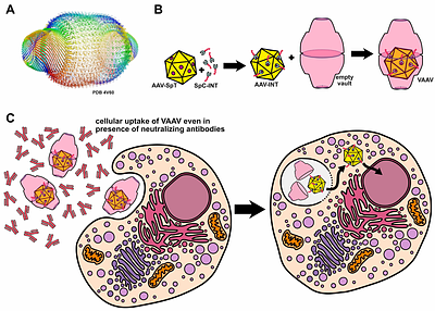 Encapsulation of AAV into protein vault nanoparticles as a novel solution to gene therapy's neutralizing antibody problem