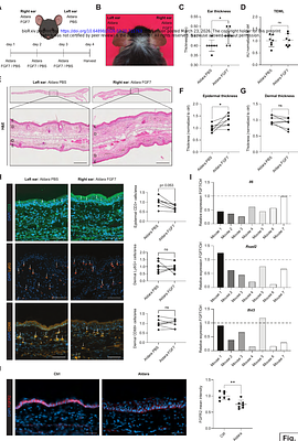 An FGF7-FGFR2-KLF4 feedback loop sustains anti-inflammatory signaling in epithelial cells