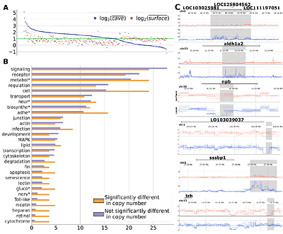 The prevalence of copy number increase at multiallelic CNVs associated with cave colonization