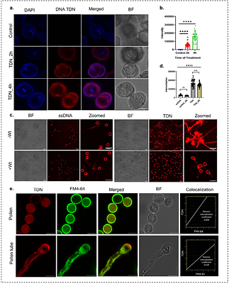 Programmable DNA nanocages to modulate pollen tube growth via active uptake
