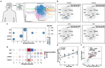 Improving Cellular Senescence Detection with Weak Gene Markers in Single-Cell RNA-seq vi Iterative Imputation