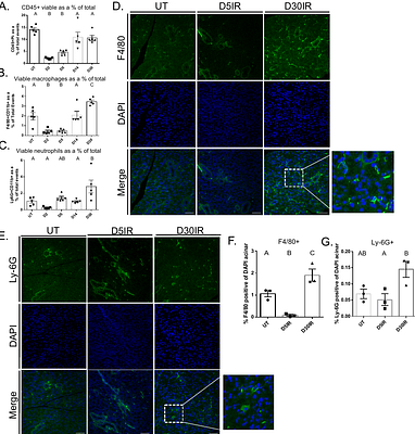 Parotid glands have a dysregulated immune response following radiation therapy