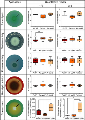 Inorganic polyphosphate and pyoverdine synthesis are essential for the virulence of Pseudomonas aeruginosa PAO1 in zebrafish larvae