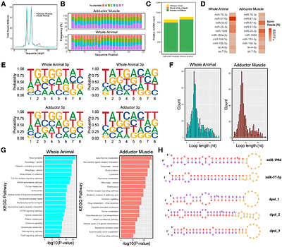 Characterizing the Small Non-Coding RNA Pathways in the Invasive Zebra Mussel (Dreissena polymorpha)